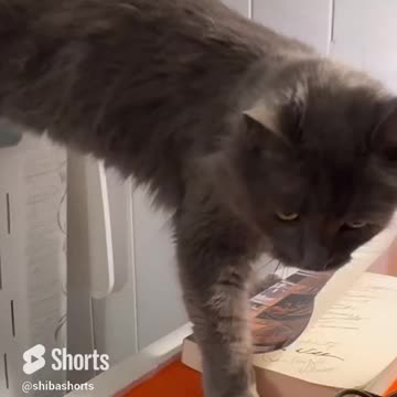 It Came From the Dirty Clothes Hamper