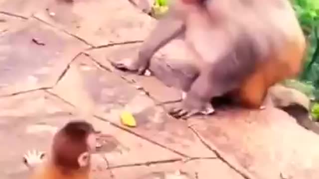 monkey video is comedy shorts