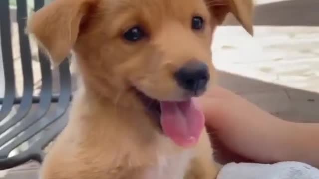 Cute pup a smile