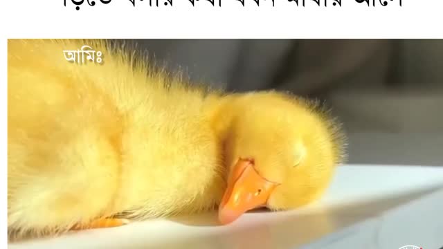 Little duck sleeping