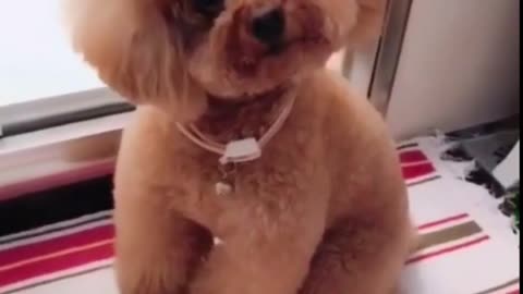 Very cute little puppy # shorts