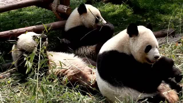 Funny video of cute panda
