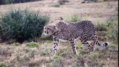 Amakhala Cheetah Stalking Prey