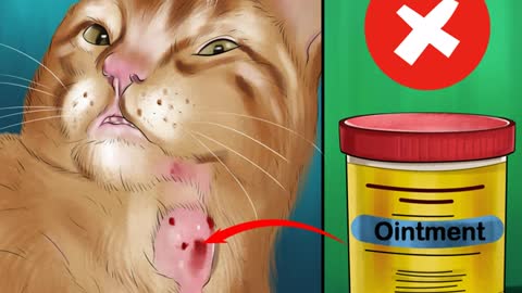 How to Treat Burns on a Cat (easy way)