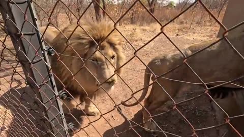 What Does it Take to CARE for LIONS?