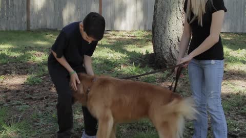 How to properly greet dogs