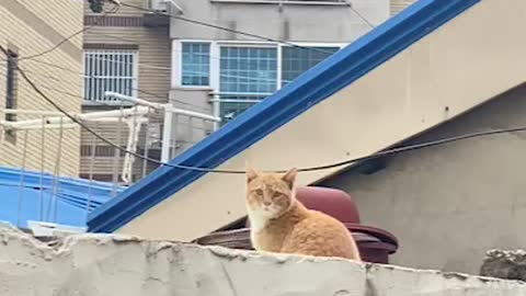 Cute korean street cat