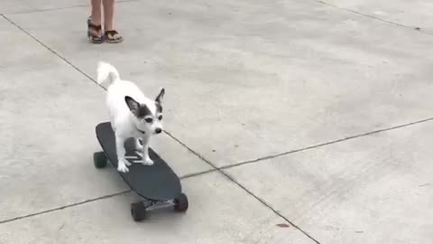 White chihuahua rides skateboard down driveway