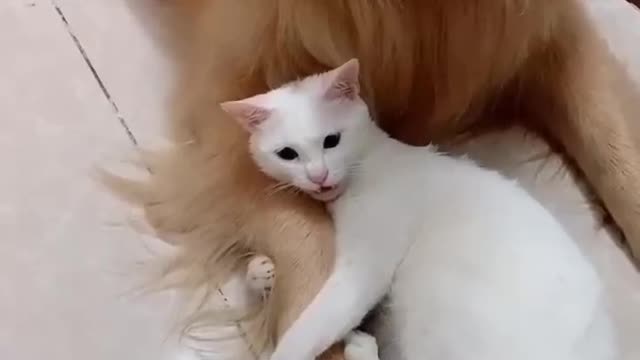 All ways happy withy friendship#animal