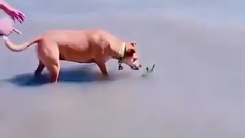 Doggo is SUSPICIOUS of the Sea