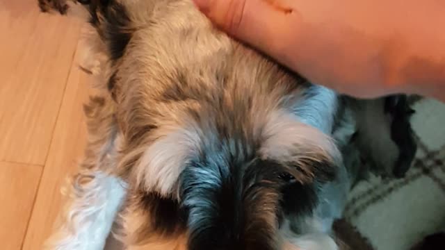 Both dogs and I feel better