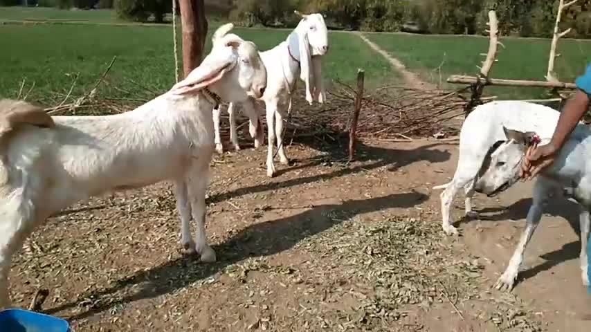 Dog and crazy goat