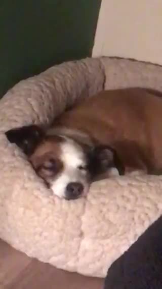 Dreaming pup wiggles ears while sleeping