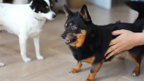 Oh! So cute puppy