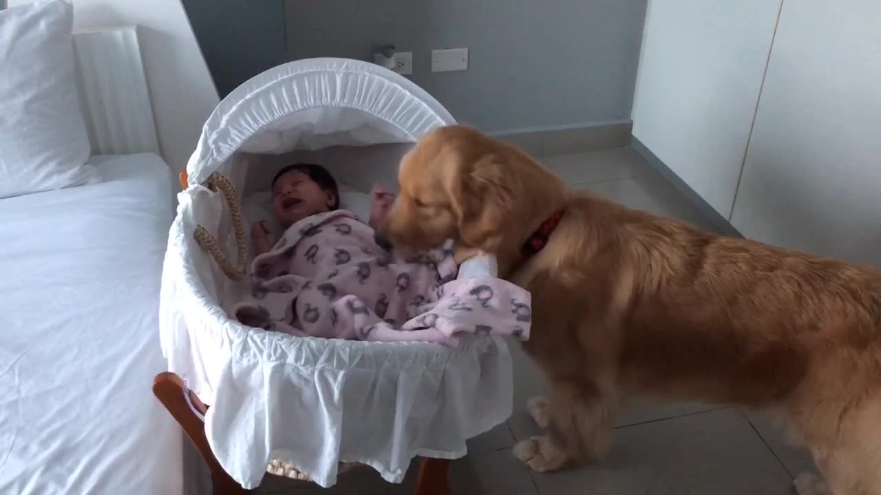 Sweet Golden Retriever soothes crying newborn baby