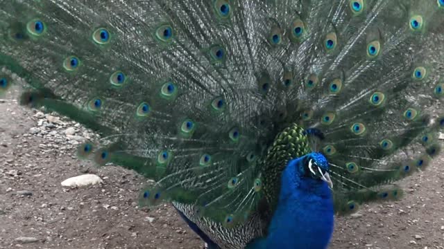 Funny Beautiful peacock | The peacock video