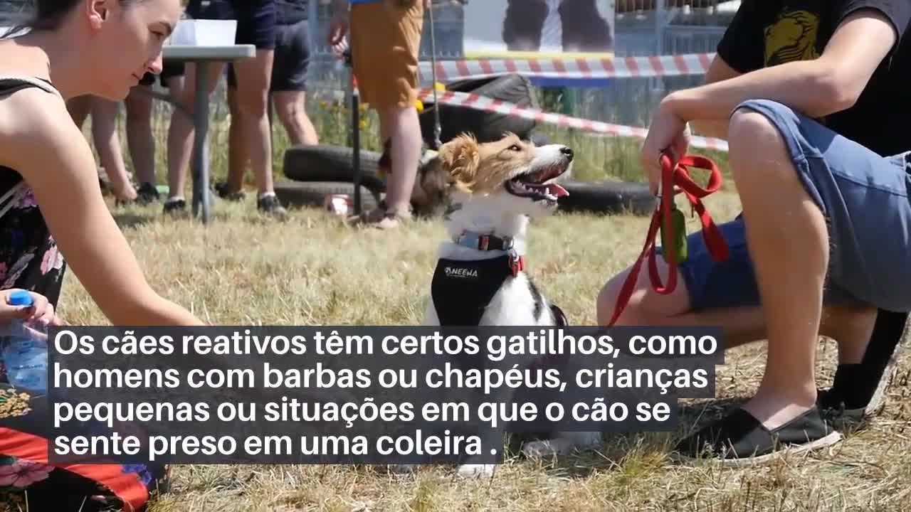 O que é agressão ? Reatividade do cão vs. agressão do cão