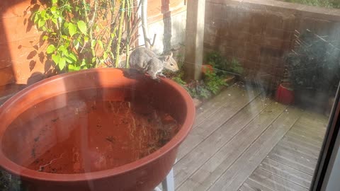 Squirrel drinking water