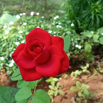 Sweet roses when seen