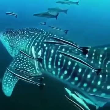 Whale shark