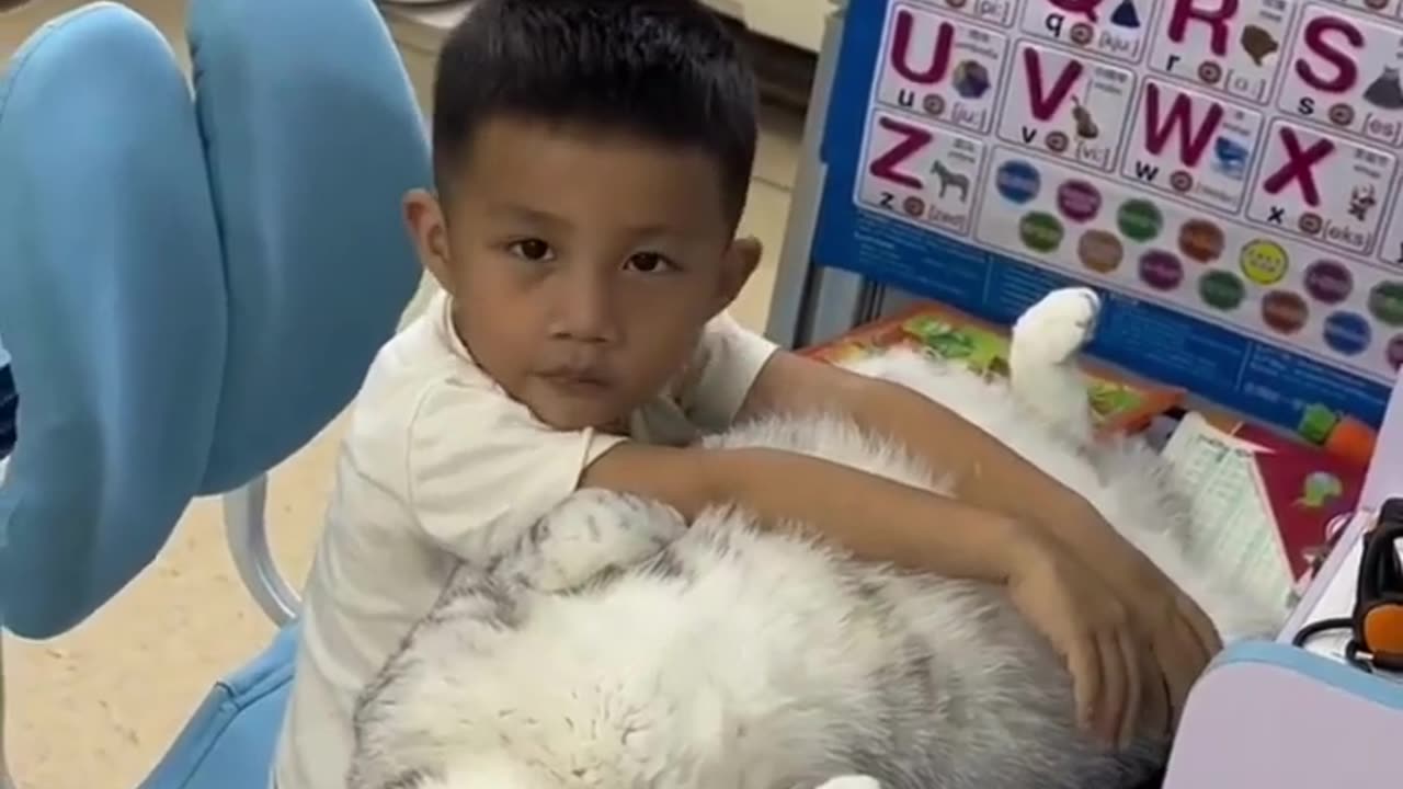 # funny cat video # animals video