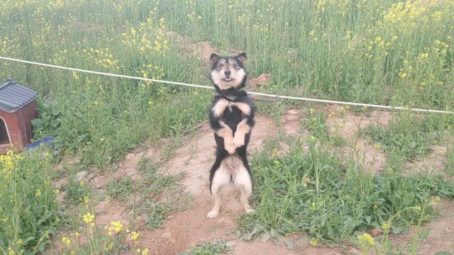 Countryside puppy