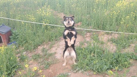 Countryside puppy
