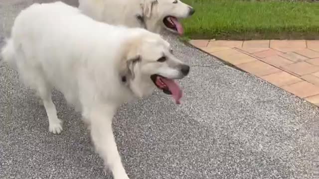 Supar funny dog videos [2021]/Animal Amaze video