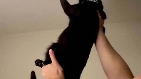 Cat and Owner Team Up against Pesky Fly