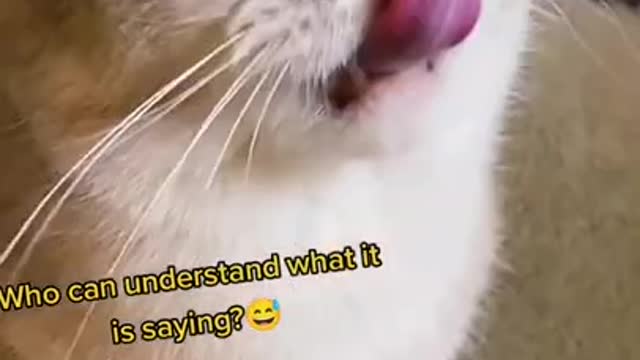 Lovely Cat, cats, funny cats, funny cat