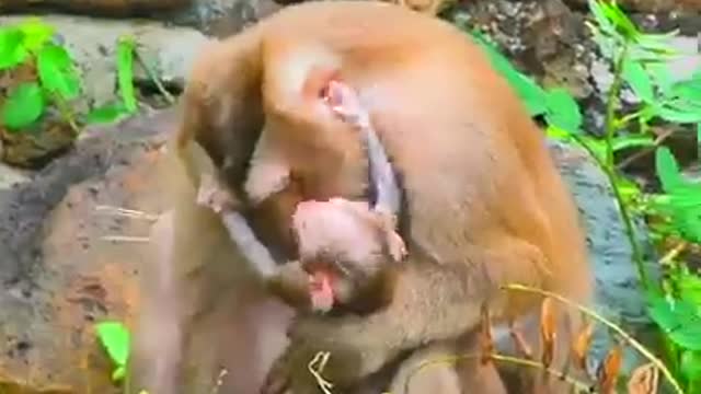 Good mum monkey she is trying To feed her cute baby really well even she got wound