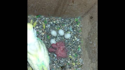 Budgie chick growth stages 🐦