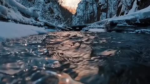 "Immersive 4K Forest Ambience: Relaxing Nature Sounds for Meditation, Sleep, and Stress Relief"