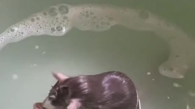 Have you ever seen a mouse take a bath?