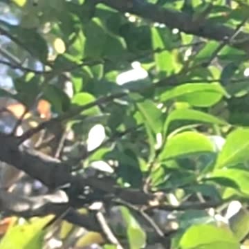 Cardinal Bird, Dearborn, Michigan, 11/2/23