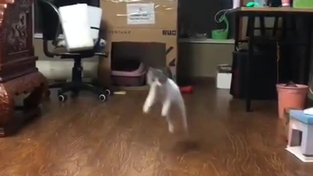 Cat - Training a cat to be a kangaroo