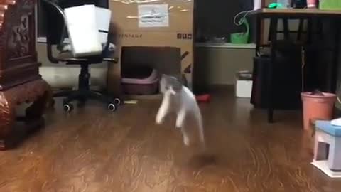 Cat - Training a cat to be a kangaroo