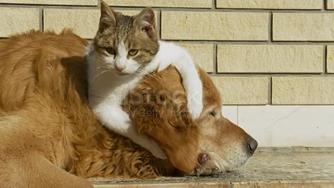 HD: Kitten Playing With Dog's Ear stock video Domestic Cat, Dog, Humor, Animal Themes, Pets