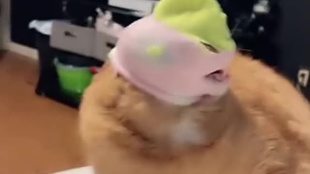 Have you ever tried to bully your cat?