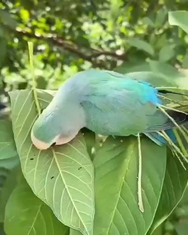 Nature is amazing 🦜