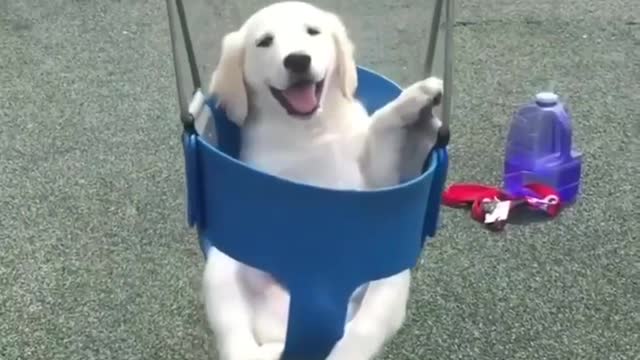 Funny dog smiling and playing