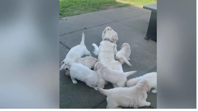 Golden Retriever Puppies play with their Mom for the First Time!