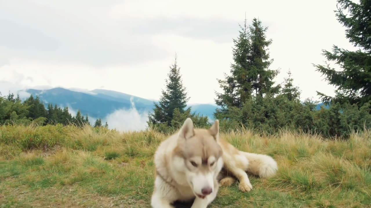 "Laugh Out Loud with Hilarious Dog Cuteness"