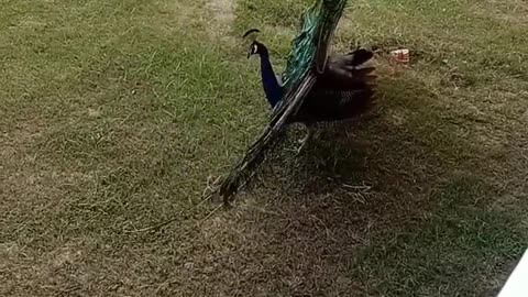 ikTok viral Instagram #shorts #peacock #tiktok #instagram #reels #fyp