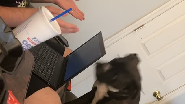 Jealous Dog Disapproves of Dad's Work