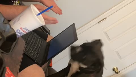 Jealous Dog Disapproves of Dad's Work