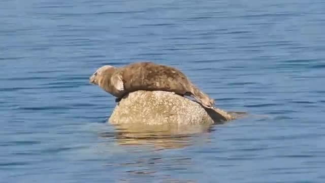 Little elephant taking bath in river 🐘🐘🐘 | Animal lover Elephant video