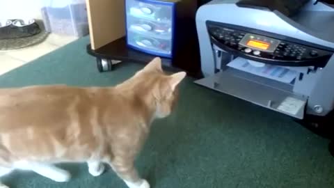 Funy Cat use photocopy machine