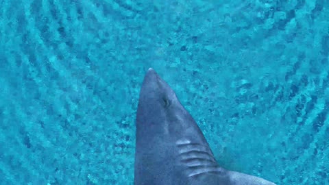 Shark swimming behind the woman