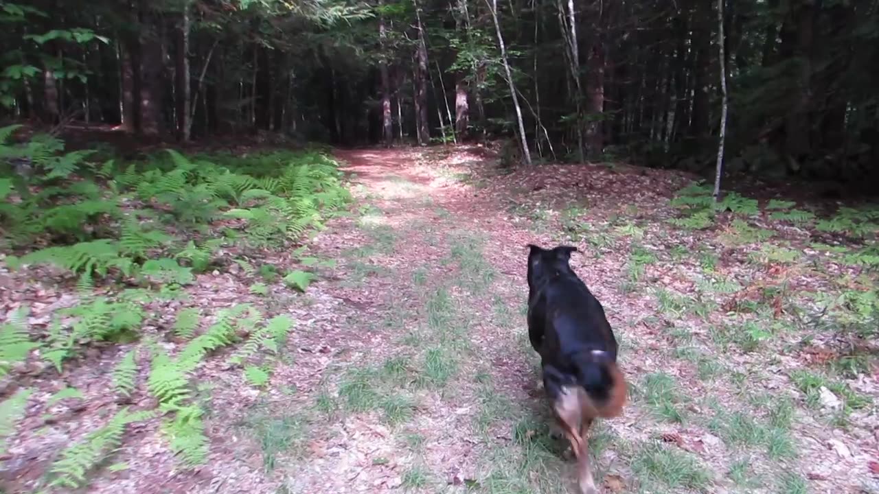 Walking with Dog in the Woods - August 2015